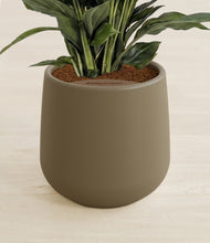 Load image into Gallery viewer, Olive stand:all
