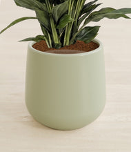 Load image into Gallery viewer, Turquoise stand:all
