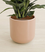 Load image into Gallery viewer, Glossy Pink stand:all
