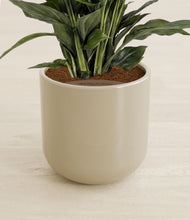 Load image into Gallery viewer, Sage Green stand:all
