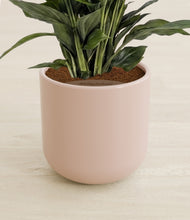 Load image into Gallery viewer, Sandy Pink stand:all
