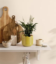 Load image into Gallery viewer, Key Lime Yellow
