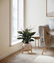 Load image into Gallery viewer, Desert Brown stand:bamboo
