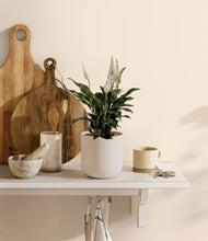 Load image into Gallery viewer, Natural Bamboo
