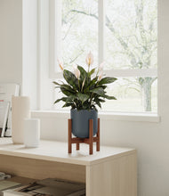 Load image into Gallery viewer, Iron Gray stand:walnut
