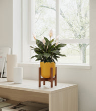 Load image into Gallery viewer, Sunset Orange stand:walnut
