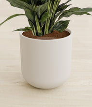 Load image into Gallery viewer, Natural Bamboo stand:all

