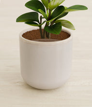 Load image into Gallery viewer, Snowdrift White stand:all
