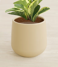Load image into Gallery viewer, Almond Green stand:all
