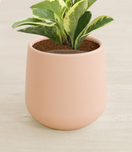 Load image into Gallery viewer, Gentle Pink stand:all
