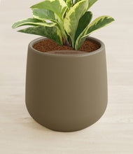 Load image into Gallery viewer, Olive stand:all
