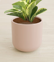 Load image into Gallery viewer, Sandy Pink stand:all
