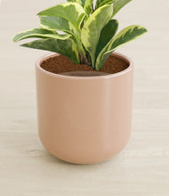 Load image into Gallery viewer, Glossy Pink stand:all
