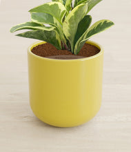 Load image into Gallery viewer, Key Lime Yellow stand:all

