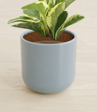 Load image into Gallery viewer, Misty Blue stand:all
