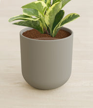 Load image into Gallery viewer, Sage Green stand:all
