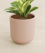Load image into Gallery viewer, Sandy Pink stand:all
