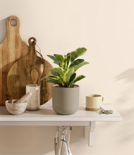 Load image into Gallery viewer, Sage Green

