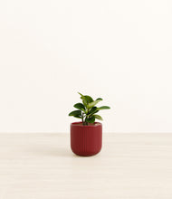 Load image into Gallery viewer, Striped Cherry Red*****Profile
