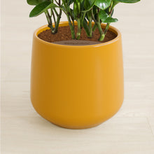 Load image into Gallery viewer, Mustard stand:all
