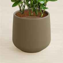 Load image into Gallery viewer, Olive stand:all
