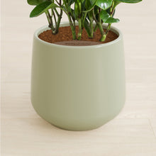 Load image into Gallery viewer, Turquoise stand:all
