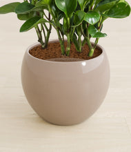 Load image into Gallery viewer, Desert Brown stand:all
