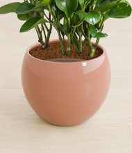 Load image into Gallery viewer, Calm Rose stand:all
