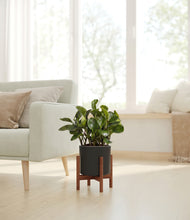 Load image into Gallery viewer, Black stand:walnut
