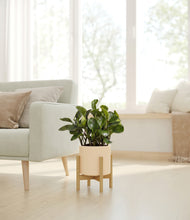 Load image into Gallery viewer, Cream stand:bamboo
