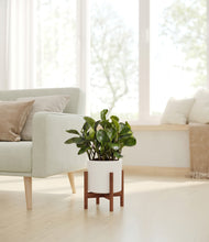 Load image into Gallery viewer, White stand:walnut
