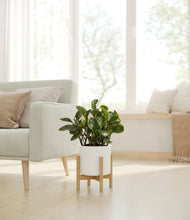 Load image into Gallery viewer, White stand:bamboo
