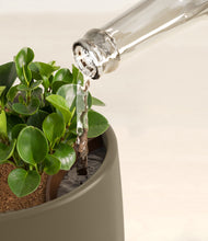 Load image into Gallery viewer, Olive stand:all
