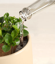 Load image into Gallery viewer, Almond Green stand:all
