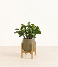 Load image into Gallery viewer, Olive stand:bamboo
