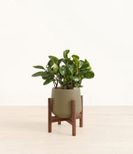 Load image into Gallery viewer, Olive stand:walnut
