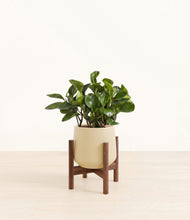 Load image into Gallery viewer, Almond Green stand:walnut
