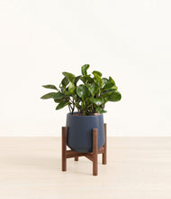 Load image into Gallery viewer, Deep Navy stand:walnut
