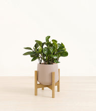 Load image into Gallery viewer, Eternal Gray stand:bamboo
