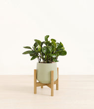 Load image into Gallery viewer, Turquoise stand:bamboo
