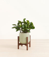 Load image into Gallery viewer, Turquoise stand:walnut

