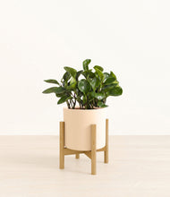 Load image into Gallery viewer, Cream stand:bamboo
