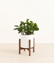 Load image into Gallery viewer, White stand:walnut
