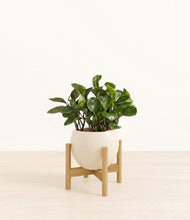 Load image into Gallery viewer, Shiny EggWhite stand:bamboo

