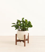 Load image into Gallery viewer, Shiny EggWhite stand:walnut
