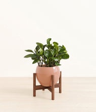 Load image into Gallery viewer, Calm Rose stand:walnut

