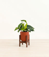Load image into Gallery viewer, Earth Red stand:walnut
