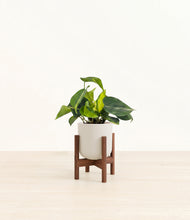 Load image into Gallery viewer, Natural Bamboo stand:walnut
