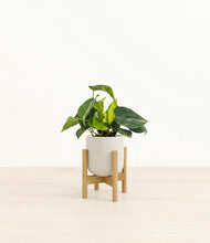 Load image into Gallery viewer, Natural Bamboo stand:bamboo
