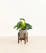 Load image into Gallery viewer, Sage Green stand:walnut
